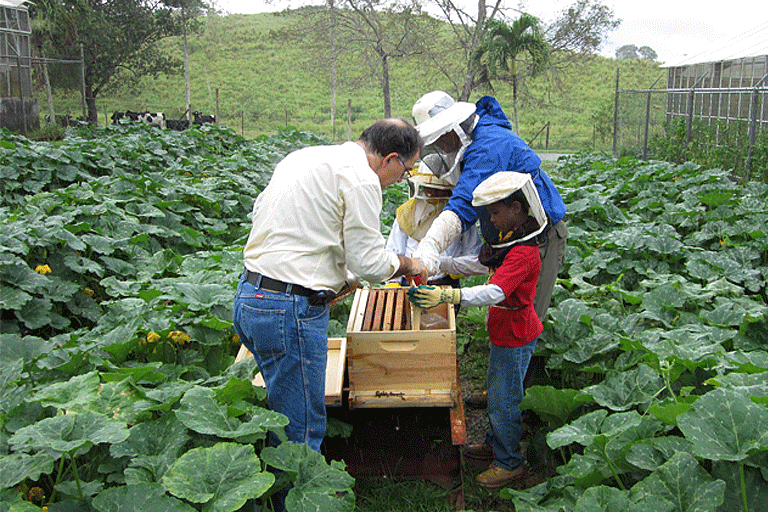 2012. Abejas en la plantación, EEAG.