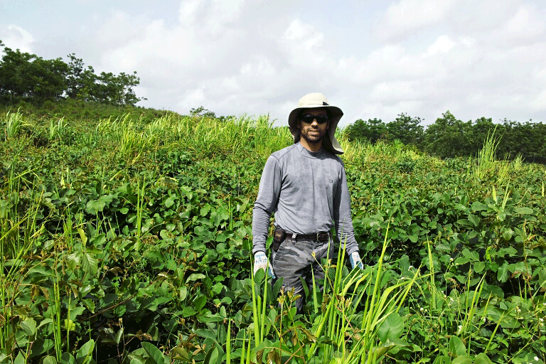2012. Comienza siembra de Canavalia para cobertora, EEAG.