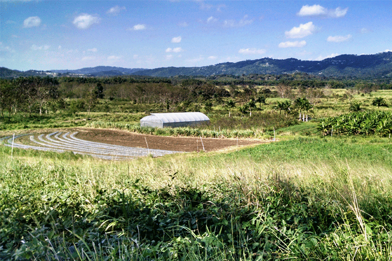 2015. Estación Experimental Agrícola de Gurabo, PR.