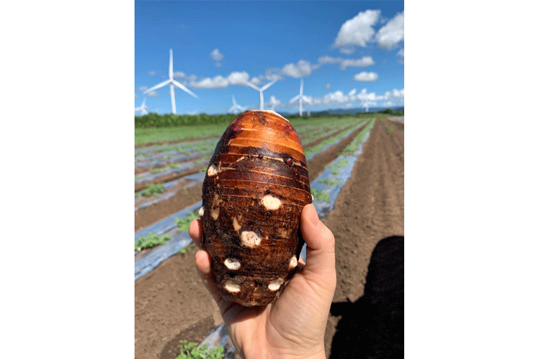 2021. Investigación con Malanga Lila, Finca Destino 18.