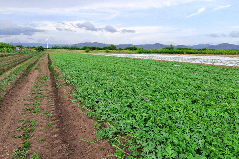 2021. Investigación con Melón, Finca Destino 18.