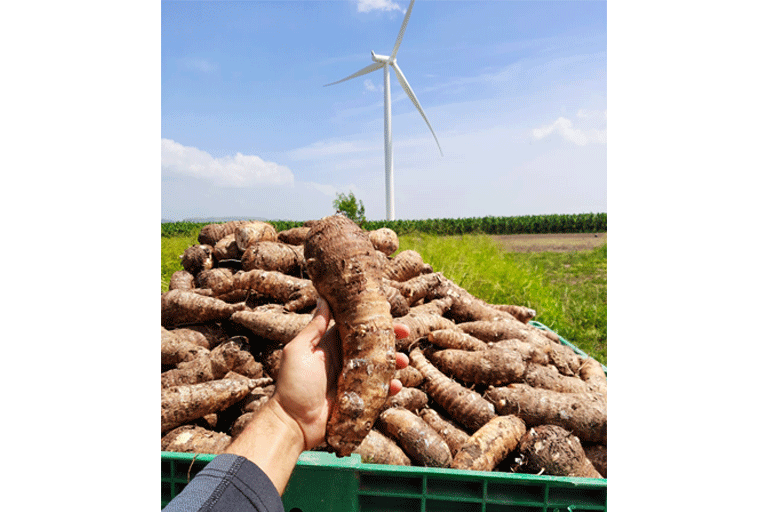 2021. Investigación con Yautía Nazareno, Finca Destino 18.
