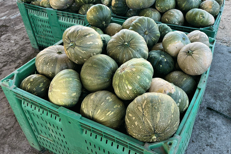 Calabaza Taína dorada
