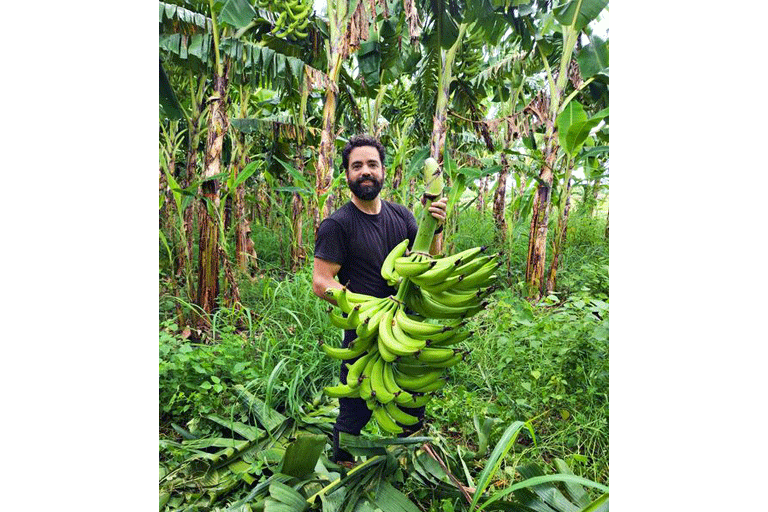 Racimo de genética elite, clon Maricongo