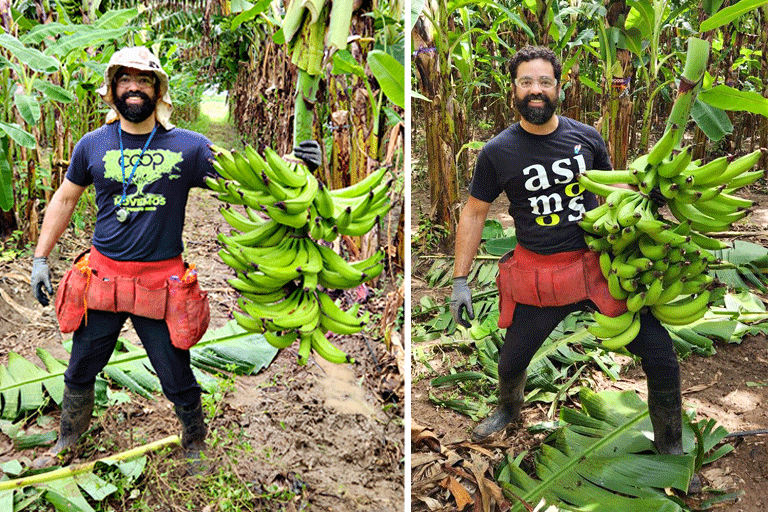 Racimos de genética elite, clon Maricongo