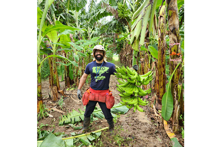 Racimo de genética elite, clon Maricongo