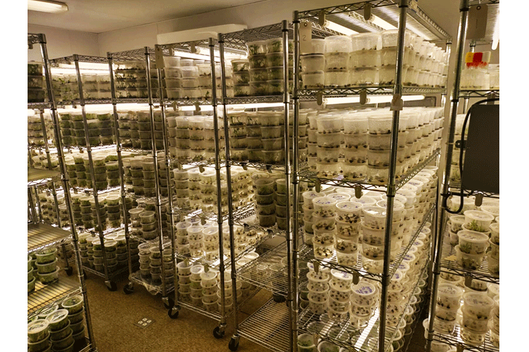 2024. Laboratorio Agro Tropical de Cultivo in-vitro.