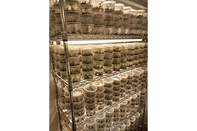 Cuarto de desarrollo de Cultivo in-vitro