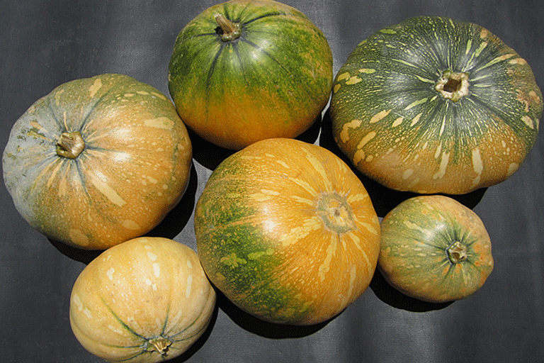 Calabaza Taína dorada