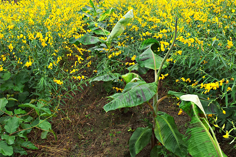 2013. Crotalaria, cobertora entre plátanos, EEAG.