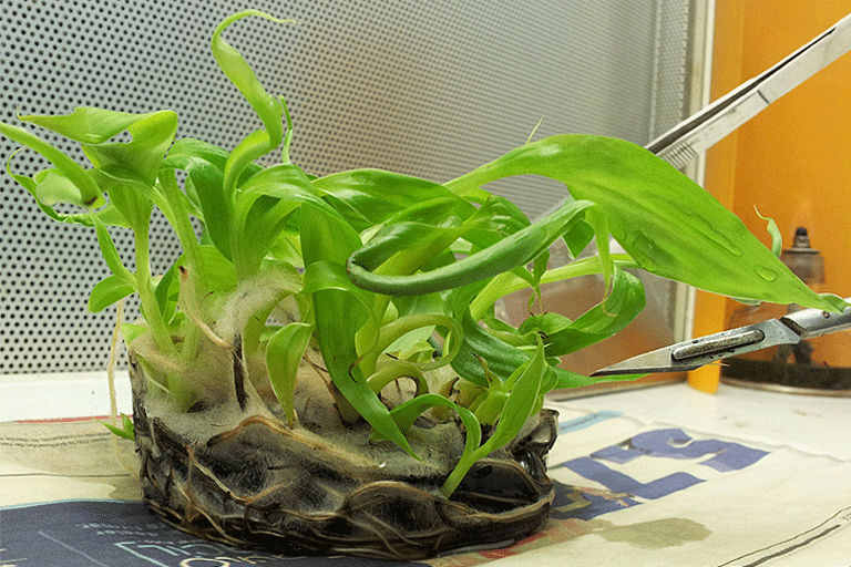 Plántulas de Cultivo in-vitro