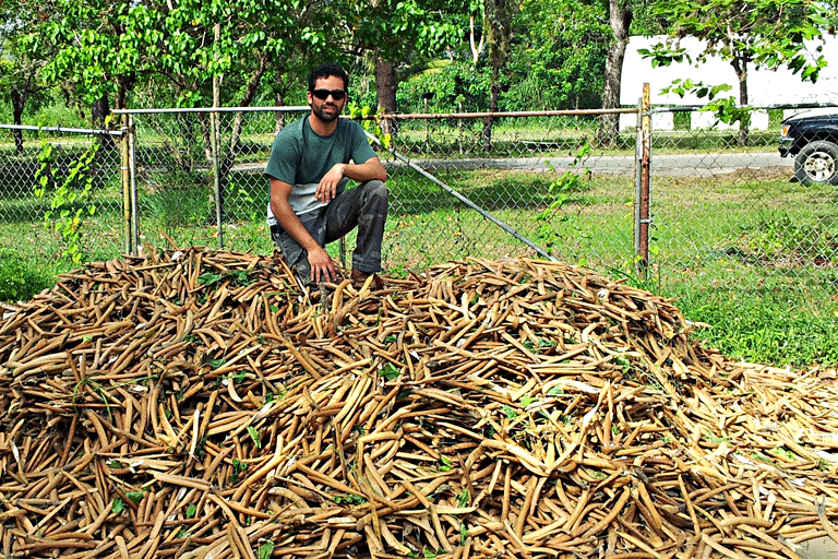 2012. Cosecha de Canavalia, EEAG.