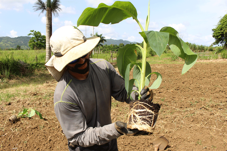 Planta lista para sembrar