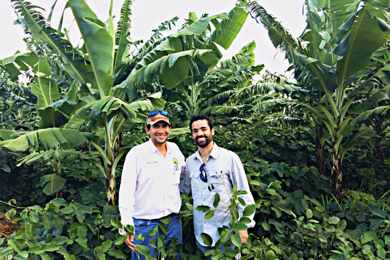 2015. Canavalia como cobertora en el bananal del colega Pepe Fabre.