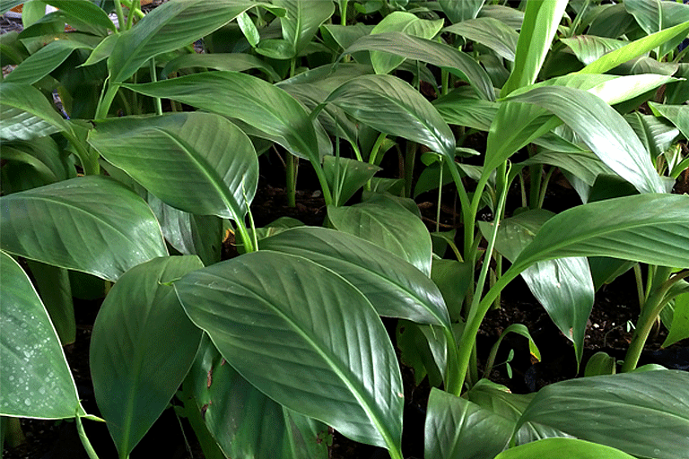 Plántulas en aclimatación