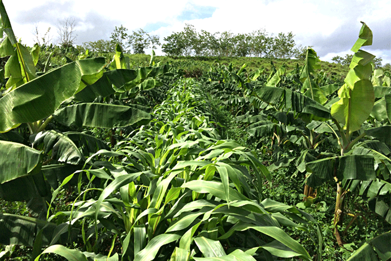 2015. Sorgo como cobertora en el platanal, EEAG.